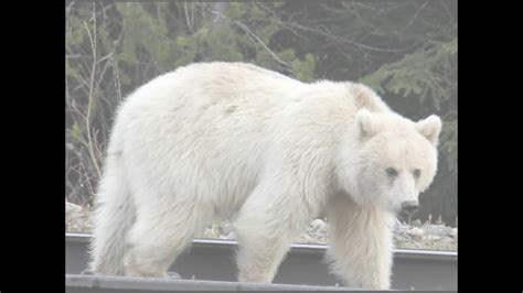 White Grizzly In Canada On May 18th 2020 Youtube