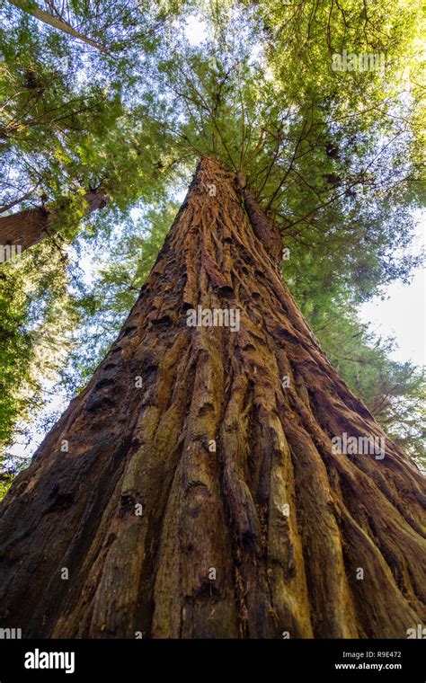 Henry Cowell Redwoods State Park Hi Res Stock Photography And Images