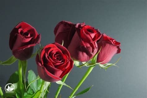 Rote Rosen Bedeutung „ich Liebe Dich Sagen In Der Blumensprache