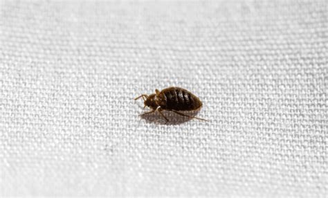 3 Interesting Facts About Bed Bugs Wagner Pest Solutions