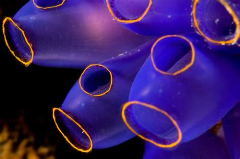 23 Fluorescent Coral Reefs Under Uv Light Coral Reef Pictures Splash