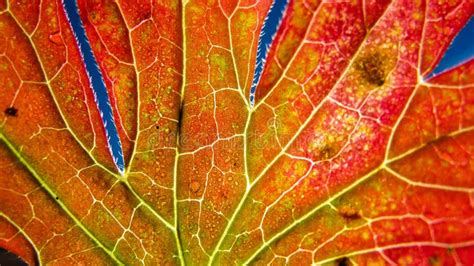 Autumn Leaf Macro Stock Image Image Of Growth Fall 29861199