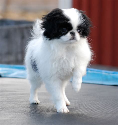 The japanese chin is a dog breed with a mysterious past. Japanese Chin Breed Guide - Learn about the Japanese Chin.