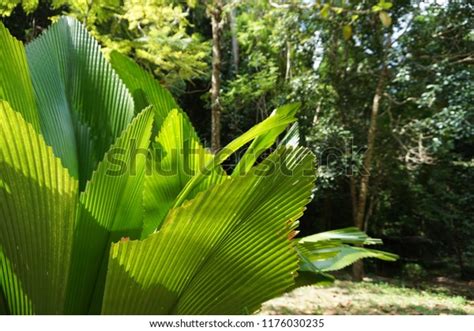 Big Leaf Tree Forest Stock Photo 1176030235 Shutterstock
