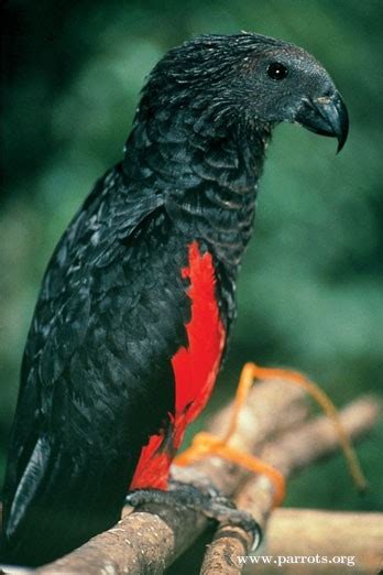 The vulturine parrot (psittrichas fulgidus) also known as the pesquet parrot is a large, up to 46cm long, black and scarlet plumaged parrot that inhabits and west indonesia and new guinea. Parrot Encyclopedia | Pesquet's Parrot | World Parrot Trust