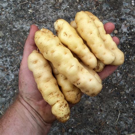 This unique fingerling potato has been highlighted by slowfoodusa.org as a traditional food in need of preservation. Potato, Ozette - Cultivariable
