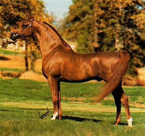 Arabian Horse