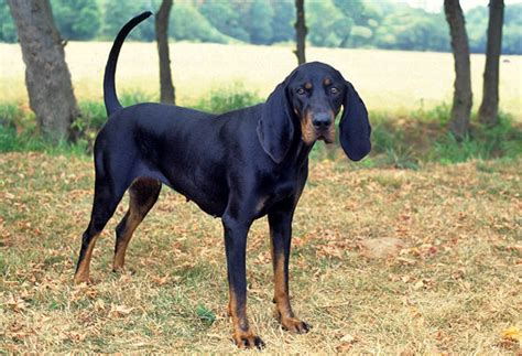Black And Tan Coonhound Dog Breed Information