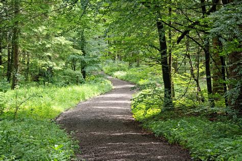 Weg Waldweg Natur · Kostenloses Foto Auf Pixabay