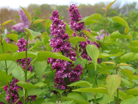 Pruning Lilacs Archives Knechts Nurseries And Landscaping