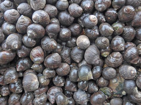 Comment Cuire Des Bigorneaux