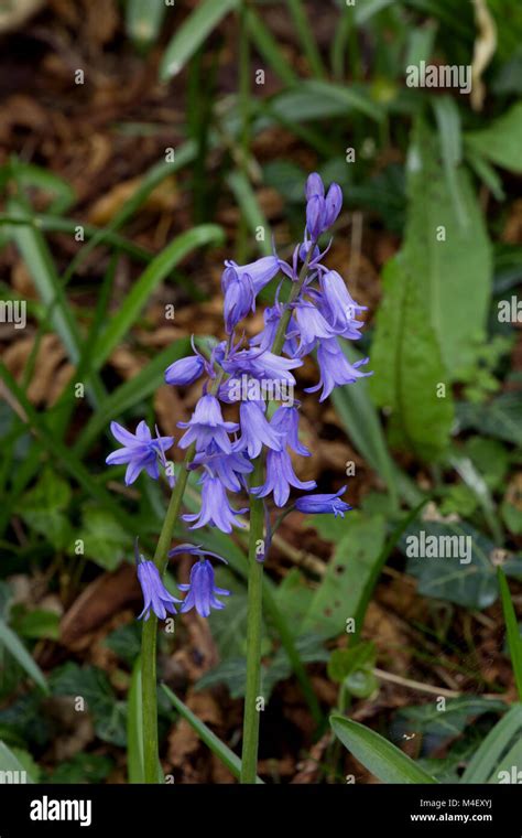 Invasive Spanish Bluebells In England Stock Photo Alamy