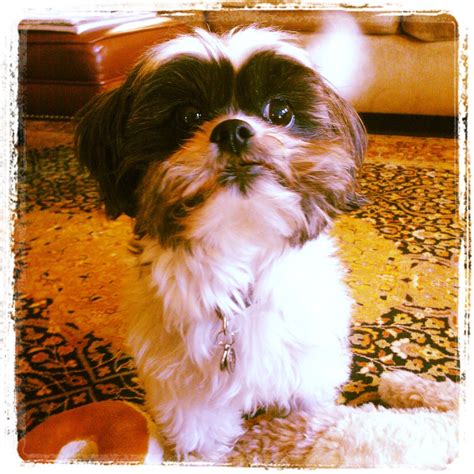 Cute 12 Year Old Shih Tzu Looks Like My Thumpers Cousin Animals