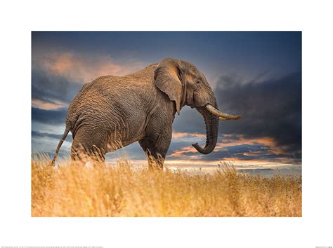 Mario Moreno The Elephant Art Print The Art Group