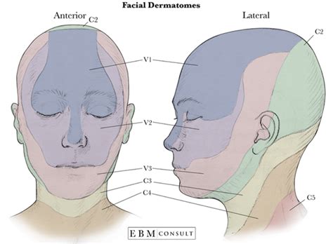 Anatomy Dermatomes Of The Face Image Dermatome Map