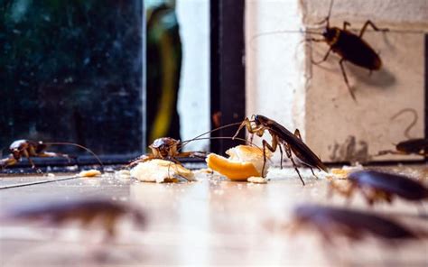 The Basics Of Professional Cockroach Control Treatment