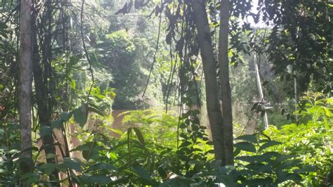 Guyana jungle interior - Bushmasters