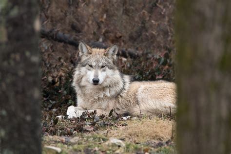 Worlds First Mexican Wolf Pup Born From Artificially