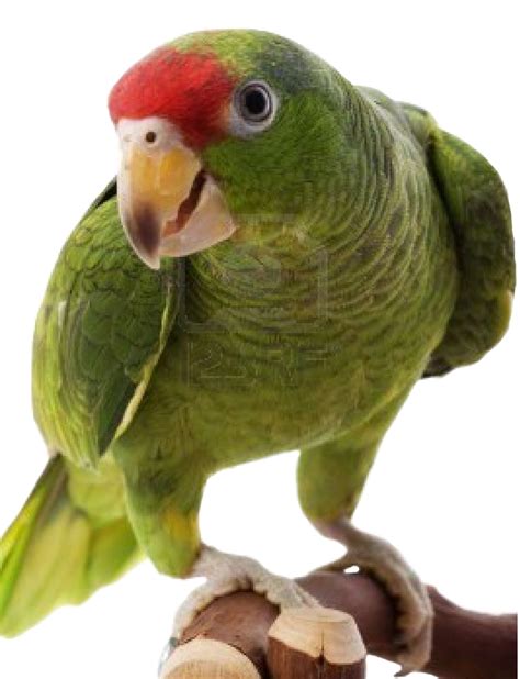Budgerigar Png Photo Png All