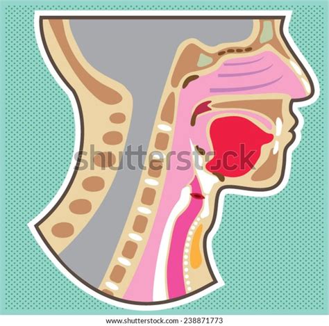 Throat Anatomy Diagram