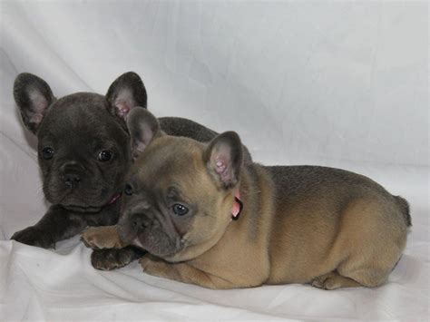 Sounds perfect wahhhh, i don't wanna. Show Me Frenchies - Puppies For Sale