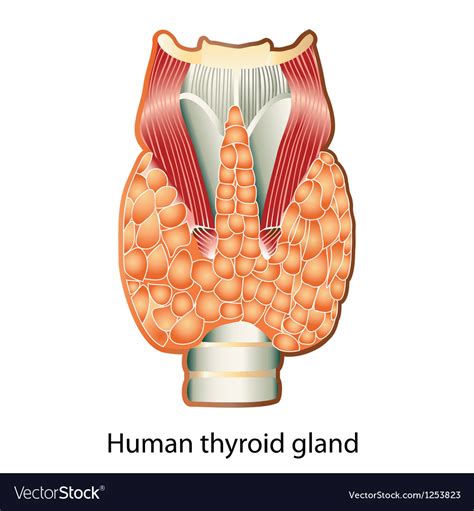Human Thyroid Gland Royalty Free Vector Image Vectorstock