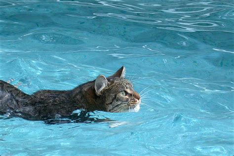 Cat Swimming In The Pool Have Fun Photo 40625731 Fanpop Page 14