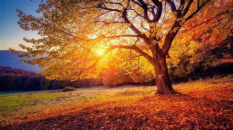 Autumn Trees Scenery Wallpaper