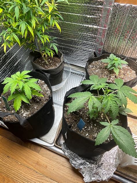 To Top Or Not To Top Autoflowers Autoflowers I Love Growing