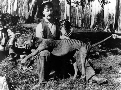Why Did The Tasmanian Tiger Go Extinct