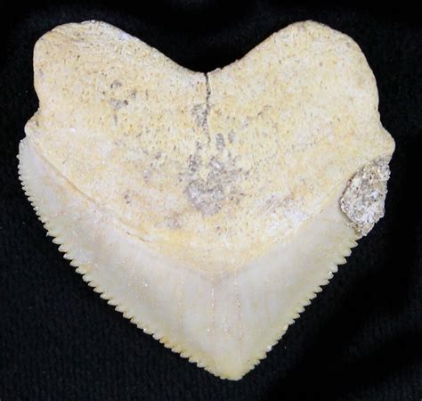 Nice Squalicorax Crow Shark Fossil Tooth For Sale 23497