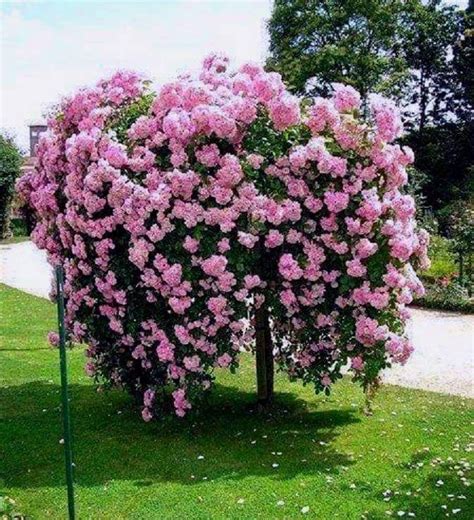 Weeping Pink Tea Rose In Tree Form Rose Trees Beautiful Gardens