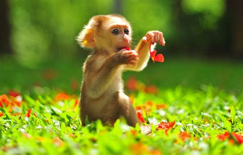 Playful Little Monkey On A Sunny Day Animals Baby Animals Cute Baby