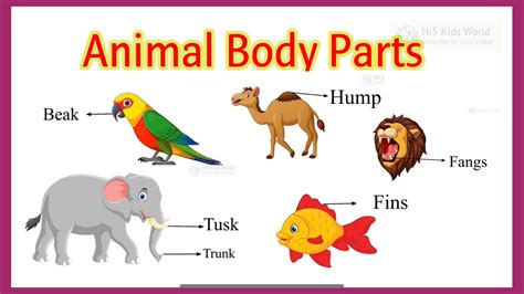 Parts Of Animals Animals Body Parts Animal Body Parts For Kids