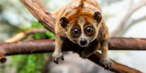 Pygmy Slow Loris Smithsonians National Zoo And Conservation Biology