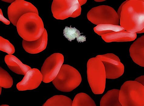 Red Blood Cells And Platelets Photograph By Ami Imagesscience Photo
