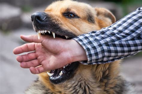 Have You Sustained A Dog Bite Injury David Hollingsworth