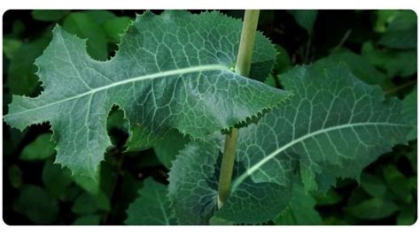 4 Benefits Of Wild Lettuce Dosage And Safety The Botanical Institute