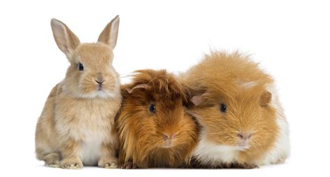 Dwarf Rabbit And Guinea Pigs Isolated On White