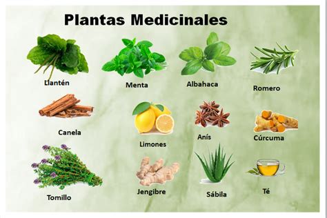 Plantas Medicinales Y Para Que Sirven Salud180 Images