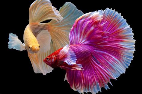 Gambar Ikan Cupang Cari Inspirasi Desain Akuarium Dengan Berbagai