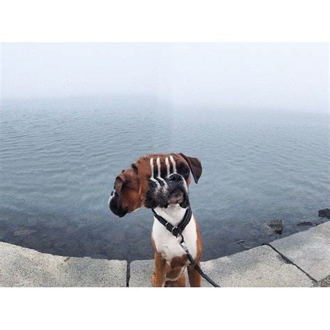 16 Hellish Dog Panorama Fails That Will Keep You Up At Night Creepy