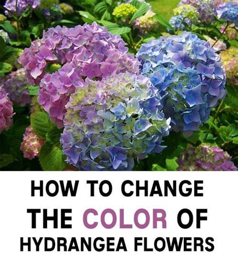 How To Change The Color Of Hydrangea Flowers Home Garden Diy