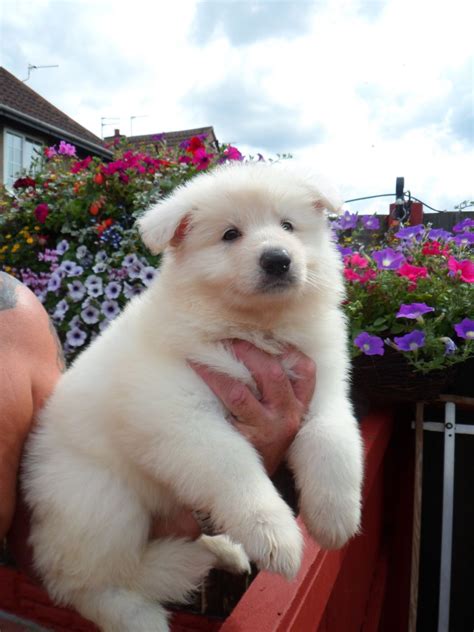 German shepherd puppies are often listed as one of the most popular puppy breeds in the united they may also appear in white. stunning long haired white german shepherd puppies ...