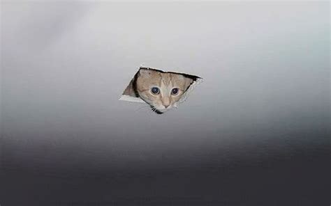 Maybe you would like to learn more about one of these? 18 Best Funny Zoom Virtual Backgrounds To Use On Your Next ...