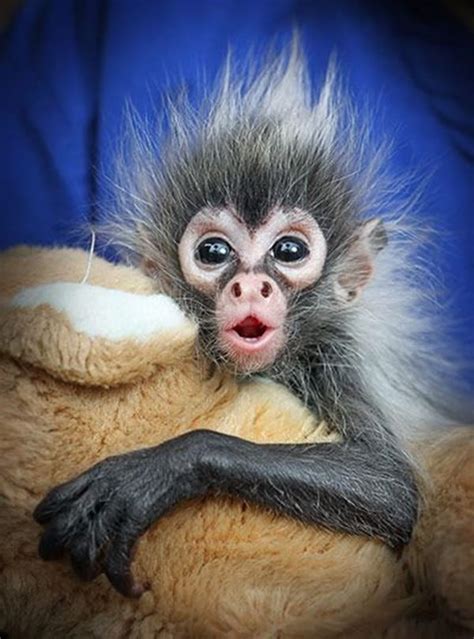 50 Cute And Adorable Baby Monkey Pictures