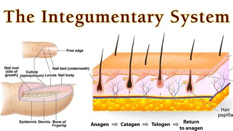 Anatomy And Physiology Of Integumentary System How Tissue Repair Itself