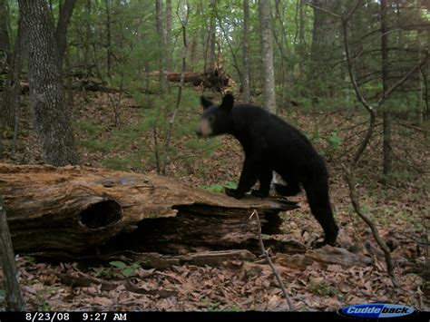 american black bear this american black bear ursus americ… flickr
