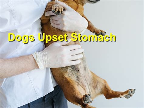 Dogs Upset Stomach Emergency Animal Care Braselton