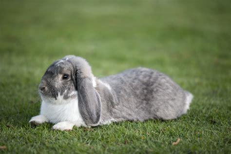 Giant French Lop Eared Rabbit Ralph Russen Images Flickr